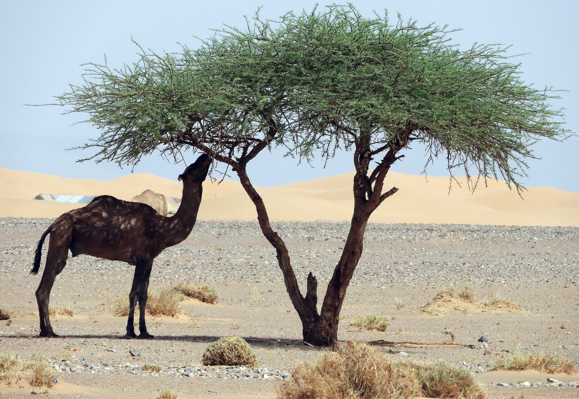 Hotel Luxury Sahara Dream Camp Merzouga Exterior foto